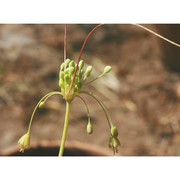 allium garganicum brullo, pavone, salmeri et terrasi