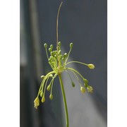 allium garganicum brullo, pavone, salmeri et terrasi