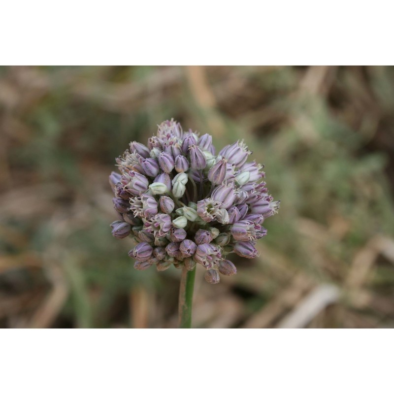 allium hemisphaericum (sommier) brullo