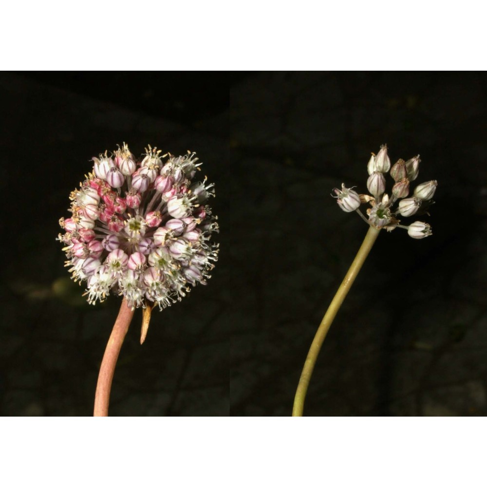 allium hemisphaericum (sommier) brullo