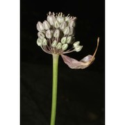 allium hemisphaericum (sommier) brullo