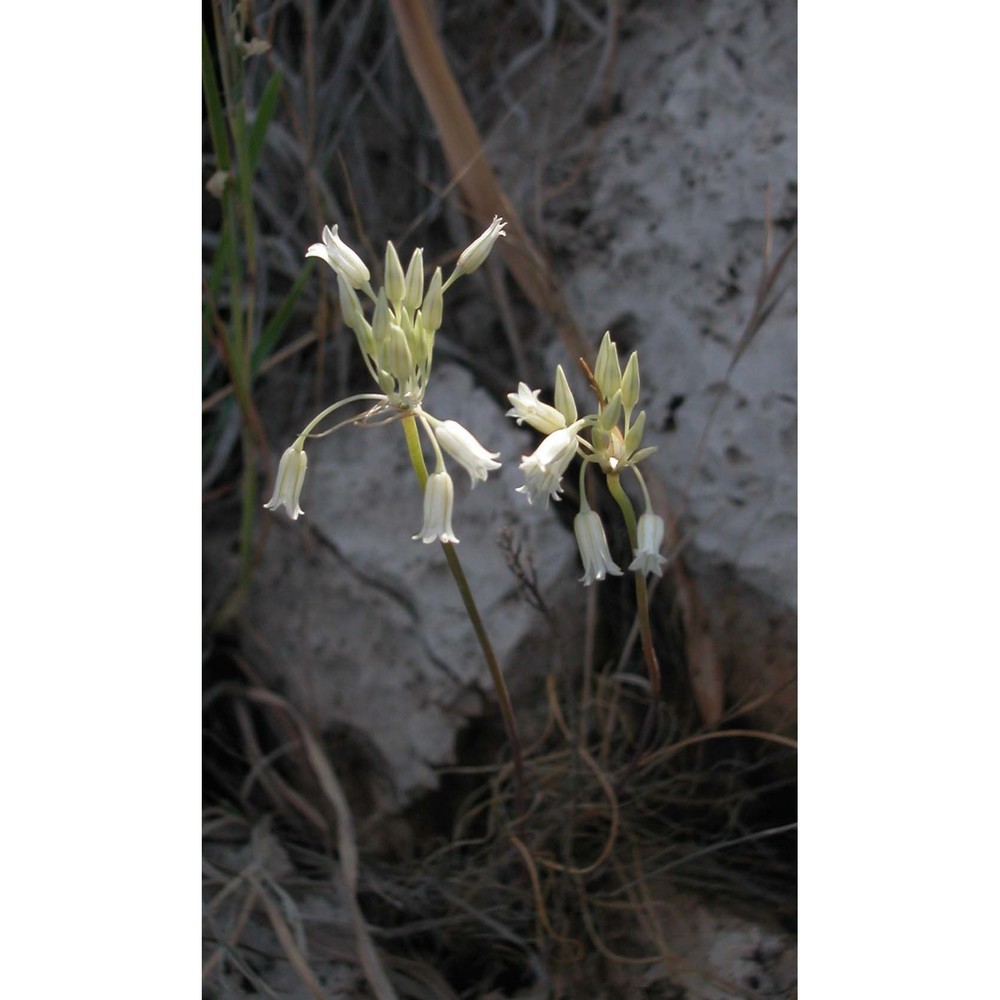 allium lehmannii lojac.