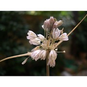 allium longispathum redouté