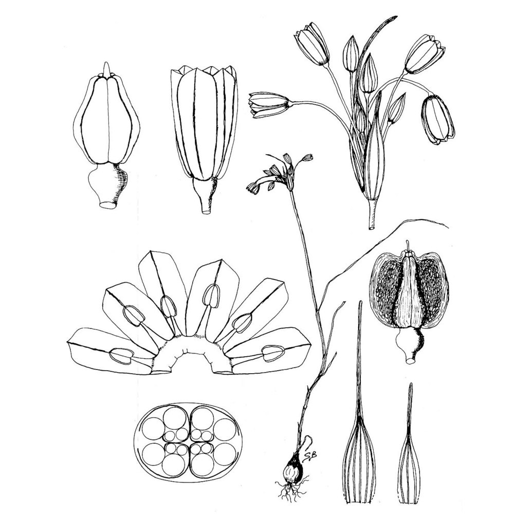 allium lopadusanum bartolo, brullo et pavone