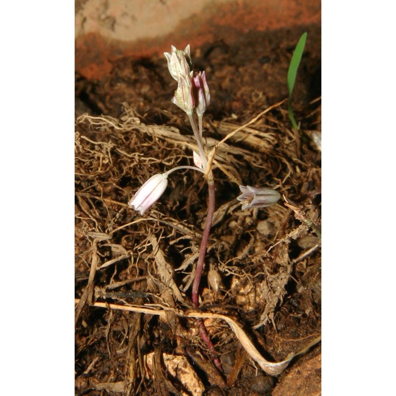 allium lopadusanum bartolo, brullo et pavone