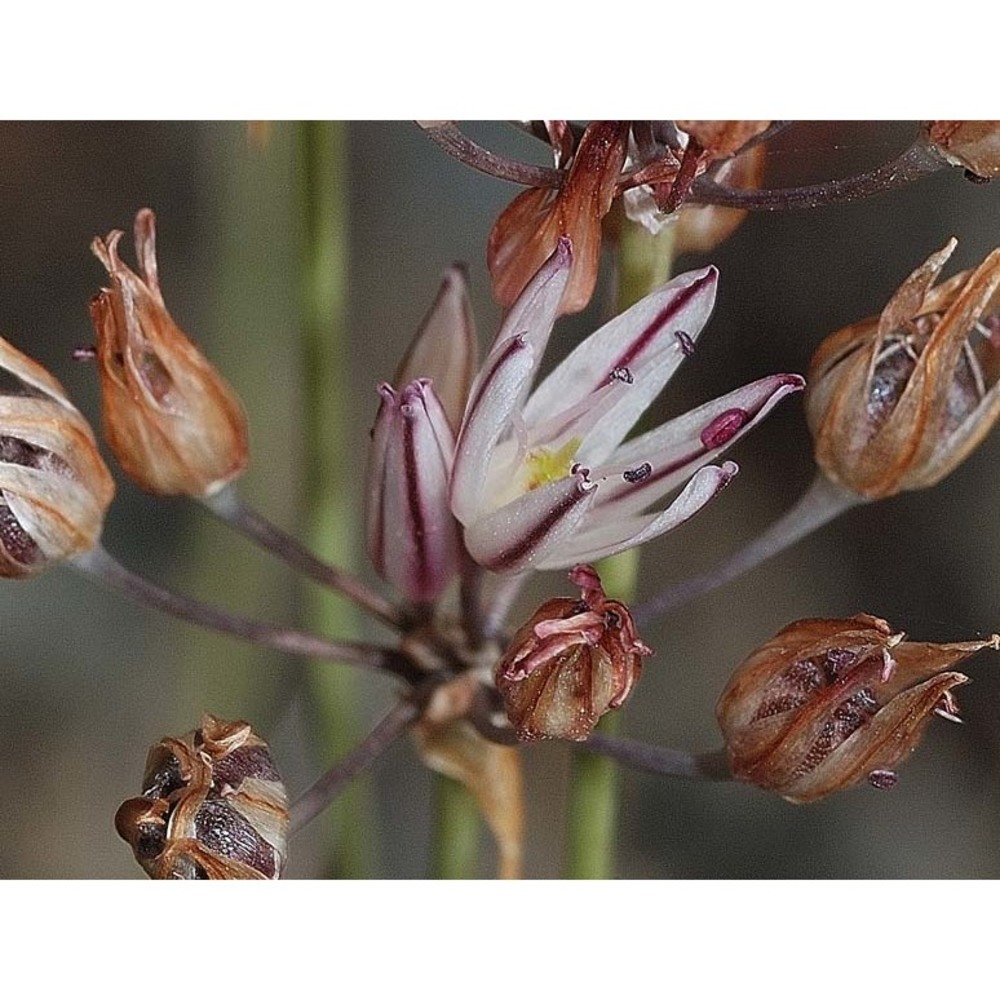 allium moschatum l.