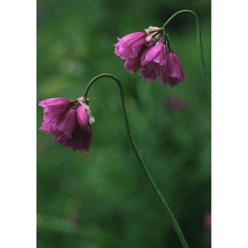 allium narcissiflorum vill.