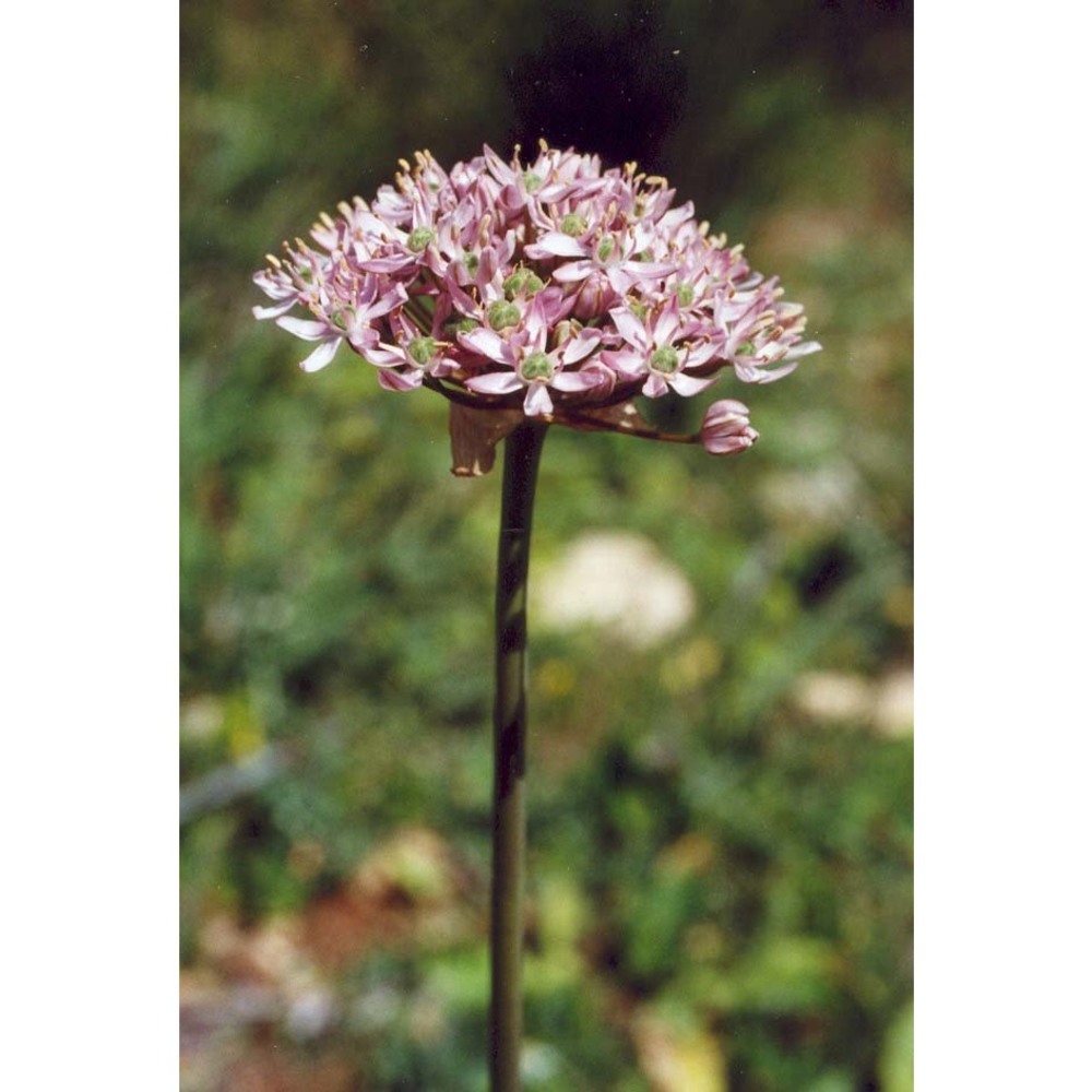 allium nigrum l.