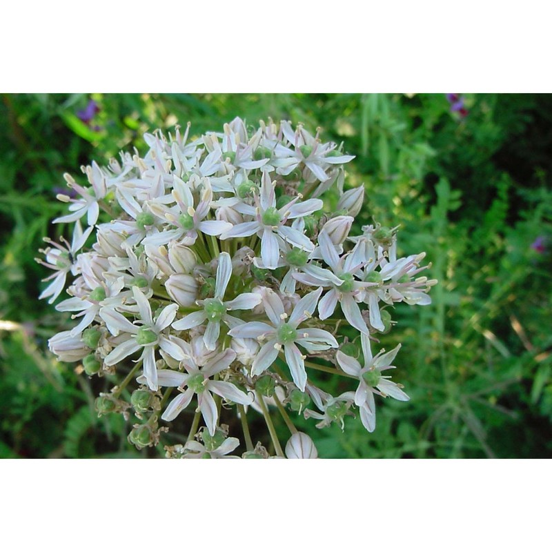 allium nigrum l.