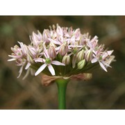 allium nigrum l.