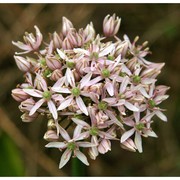 allium nigrum l.