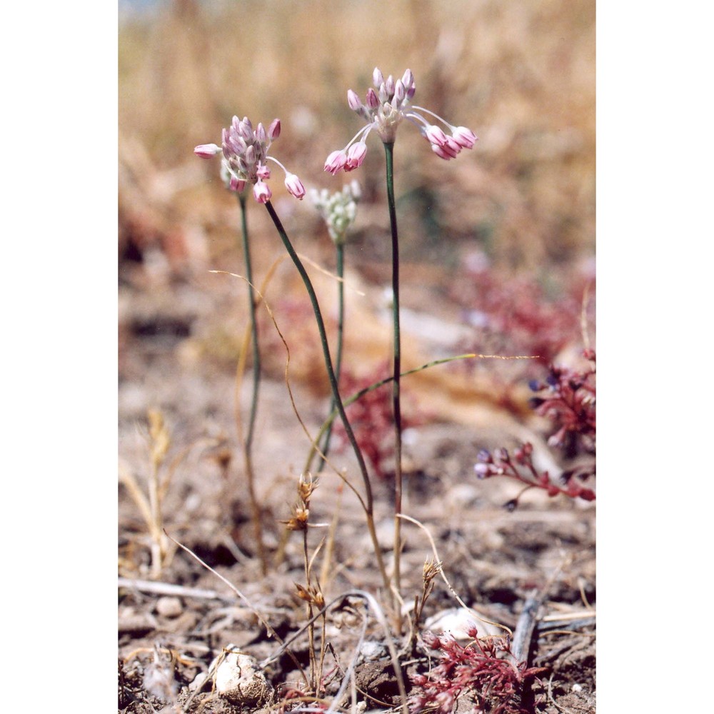 allium obtusiflorum dc.