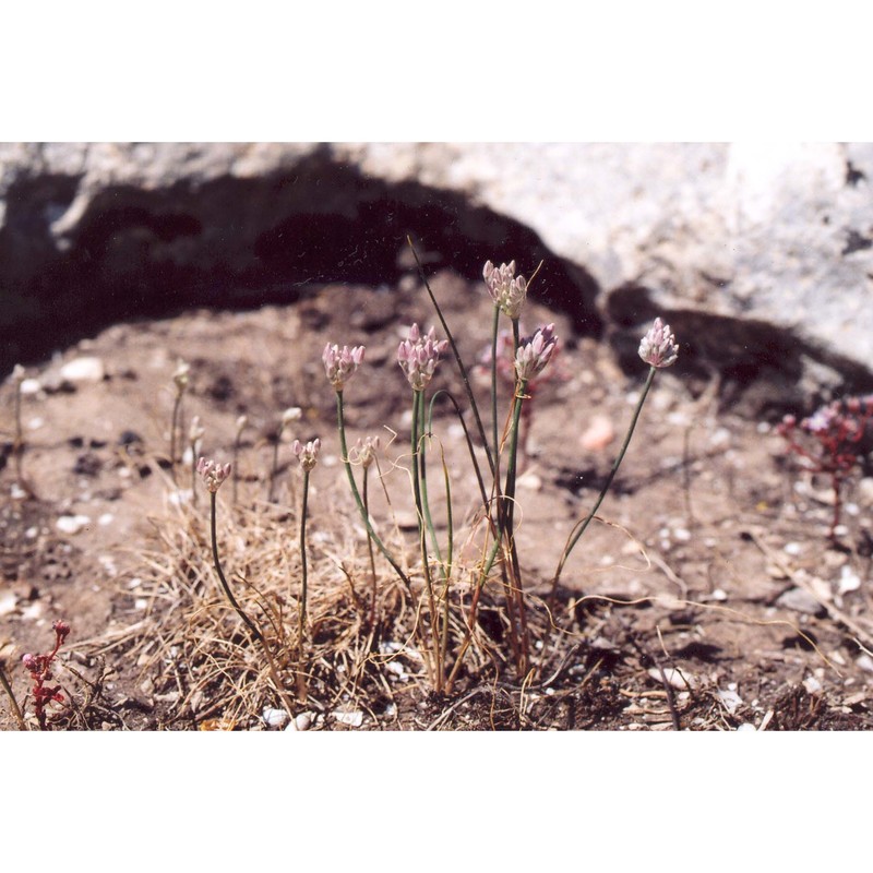 allium obtusiflorum dc.