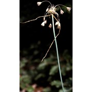 allium oleraceum l.