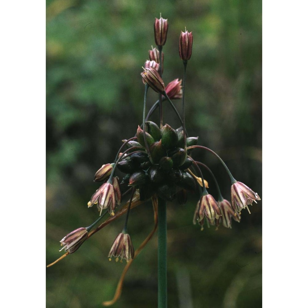 allium oleraceum l.