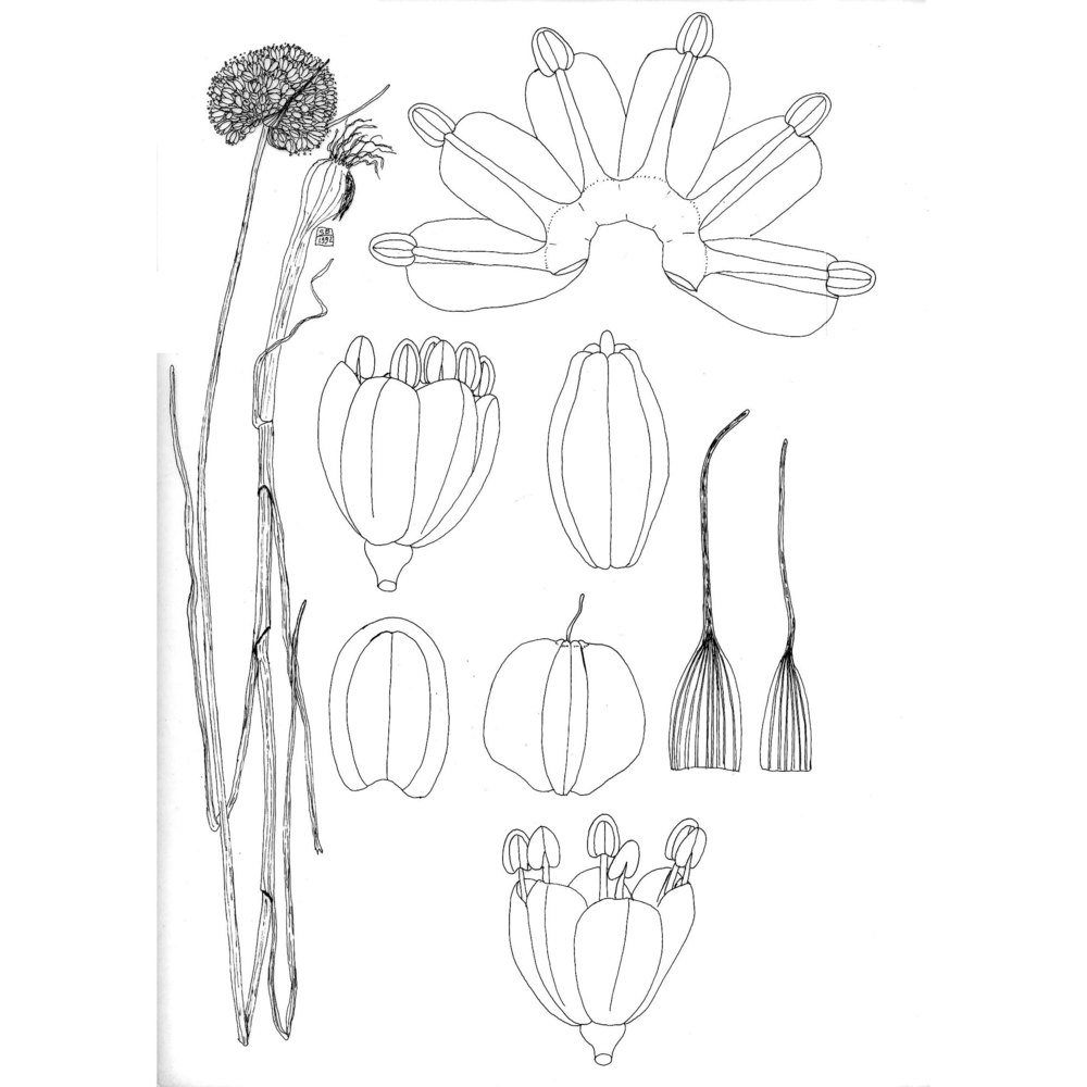 allium pallens l.