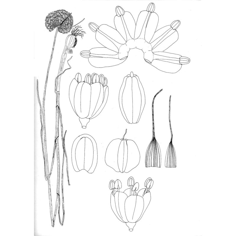 allium pallens l.