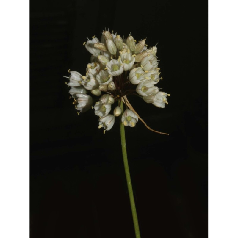 allium pallens l.