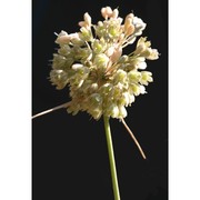 allium pallens l.