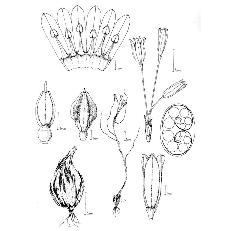 allium parciflorum viv.