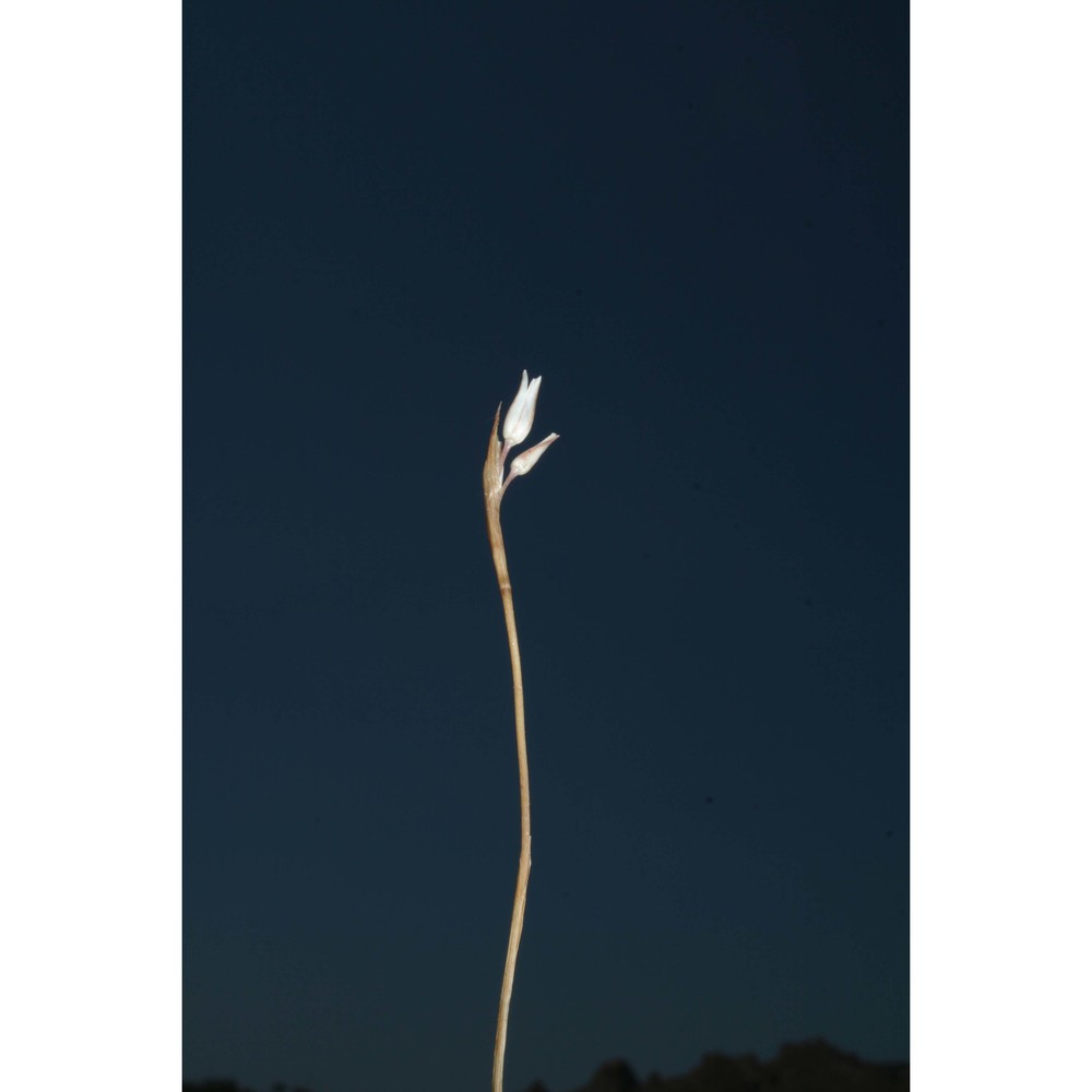 allium pentadactyli brullo, pavone et spamp.