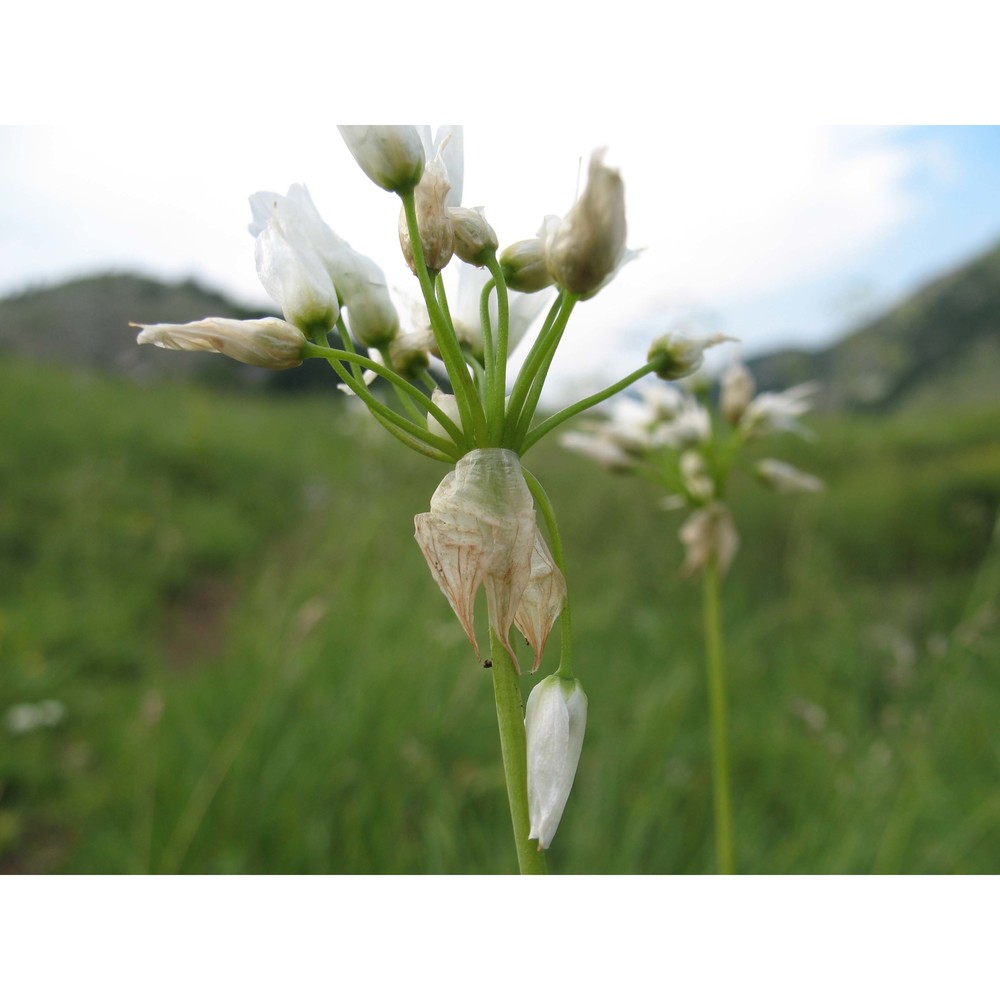 allium permixtum guss.