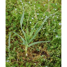 allium polyanthum schult. et schult. fil.