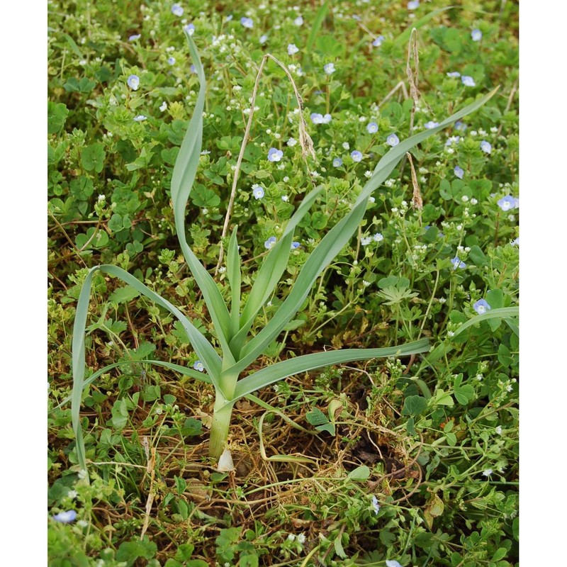 allium polyanthum schult. et schult. fil.