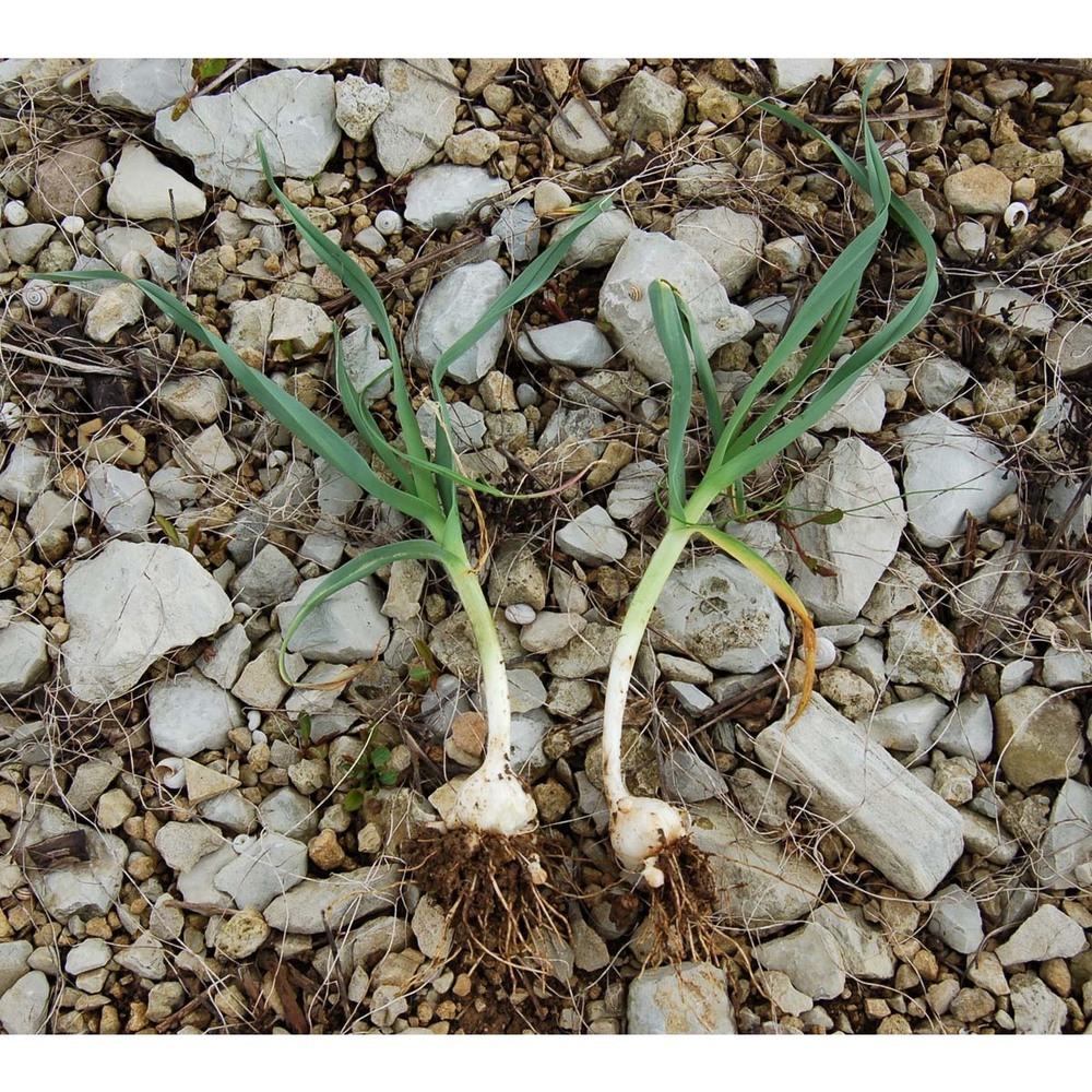 allium polyanthum schult. et schult. fil.