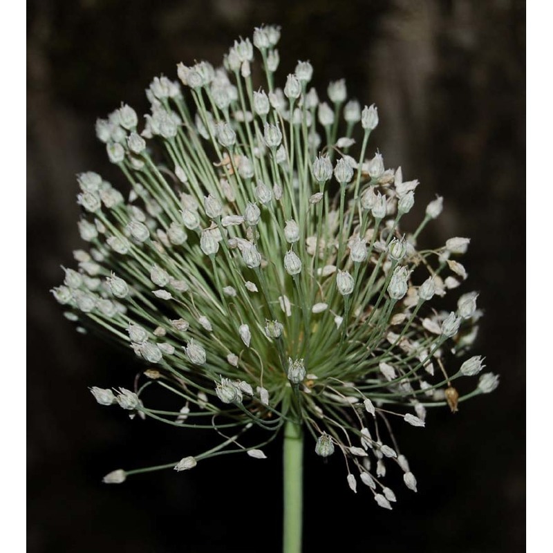 allium polyanthum schult. et schult. fil.