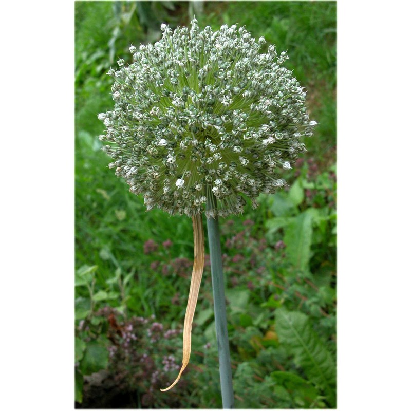 allium porrum l.