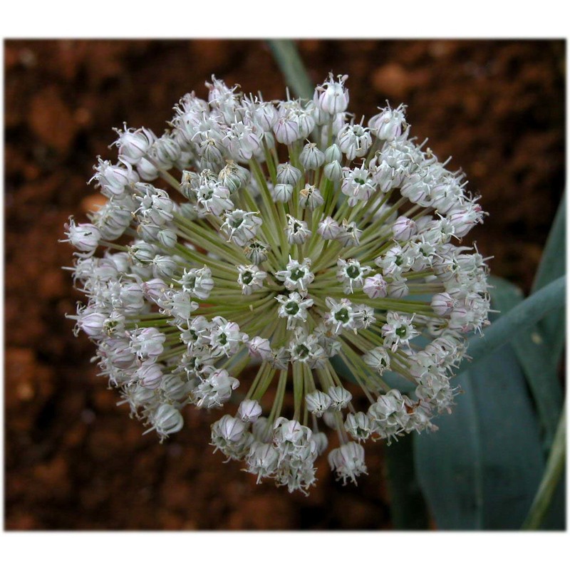 allium porrum l.