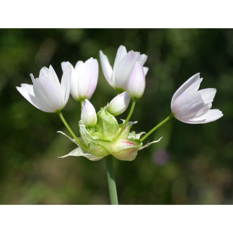 allium roseum l.