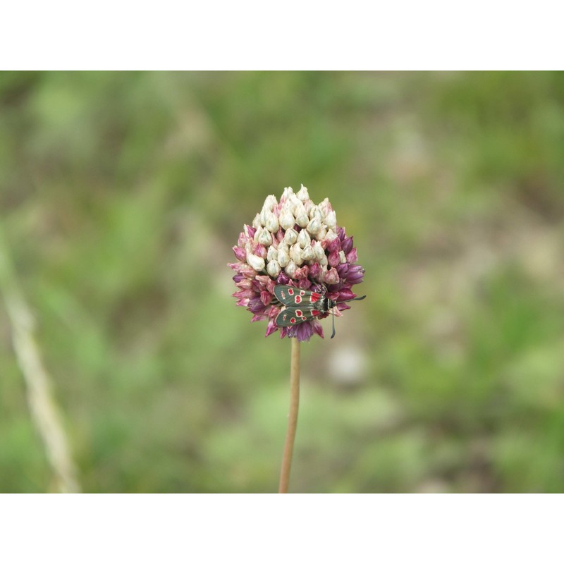 allium rotundum l.