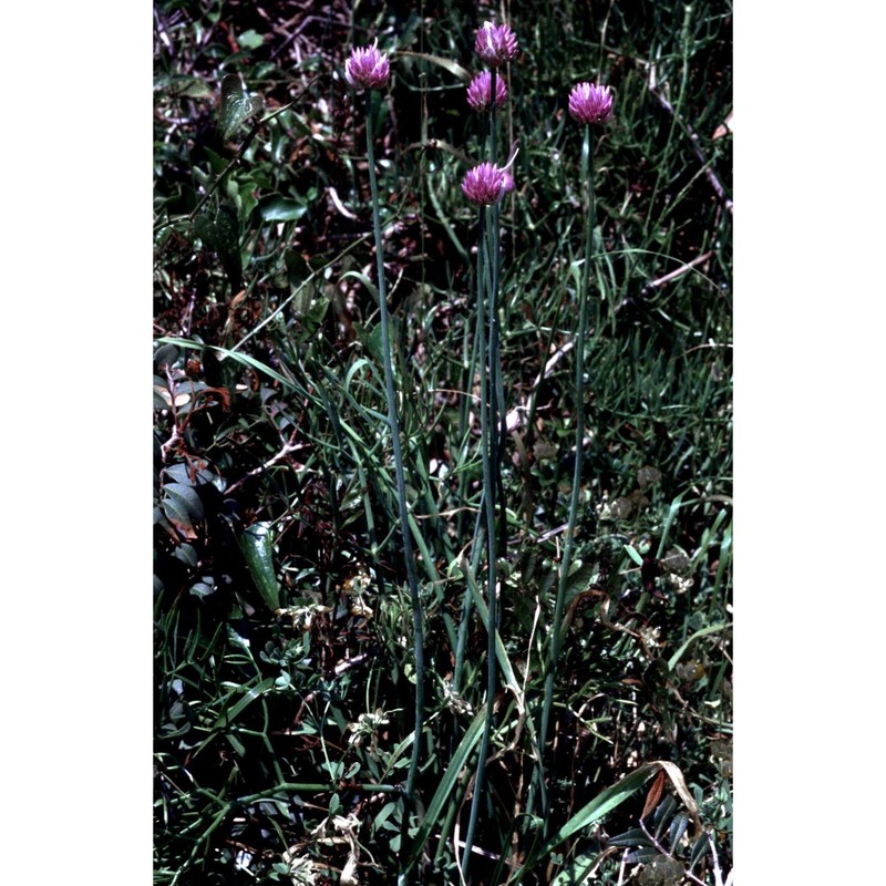 allium rotundum l.