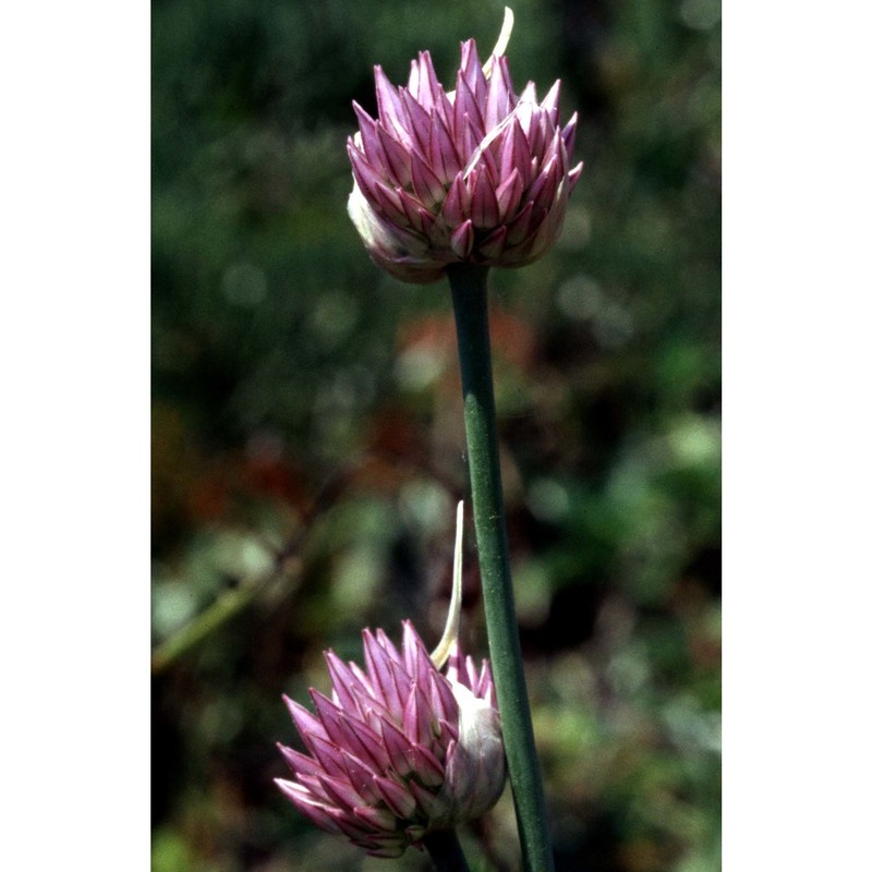 allium rotundum l.