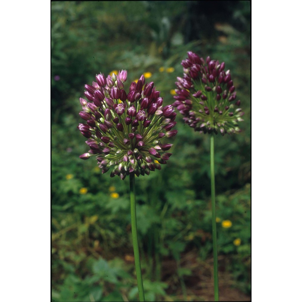 allium rotundum l.