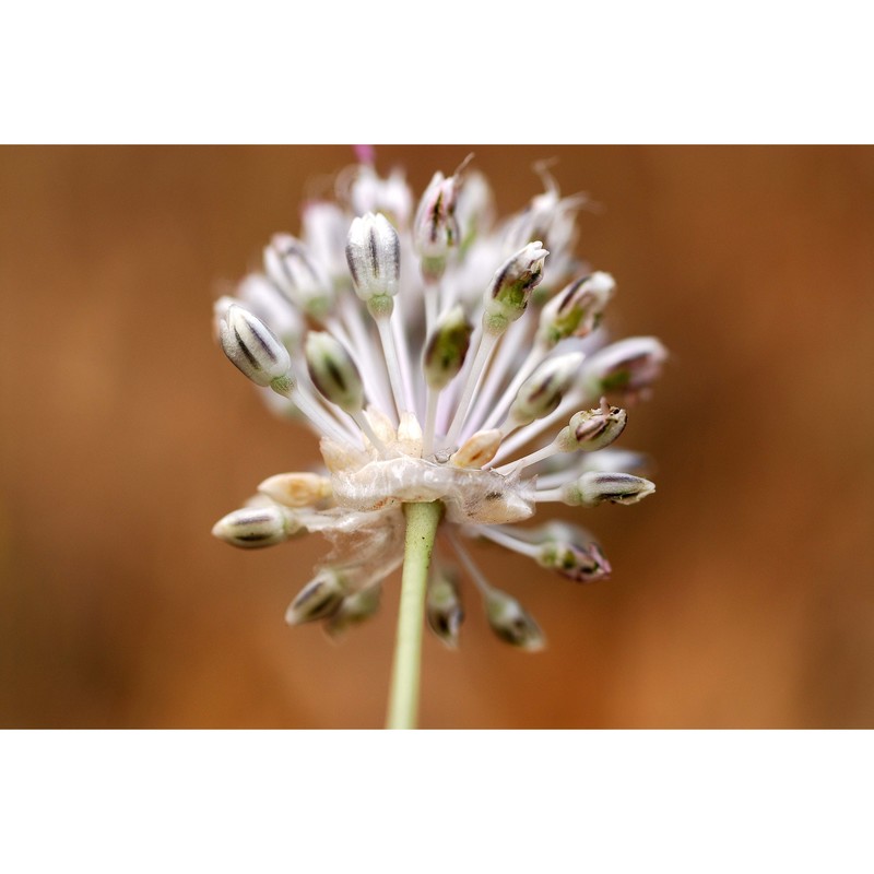 allium sardoum moris