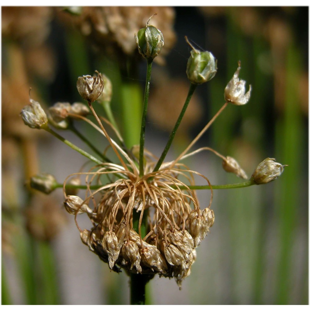 allium sativum l.