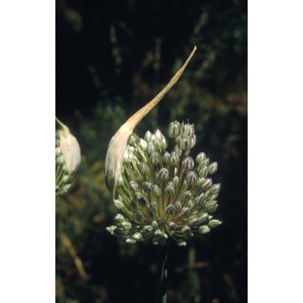 allium sativum l.