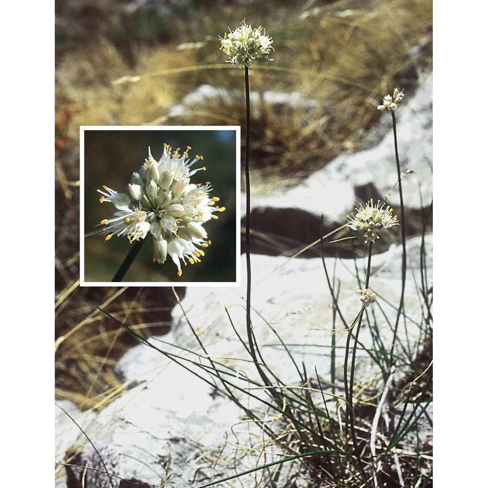 allium saxatile m. bieb. subsp. tergestinum (gand.) bedalov et lovrić