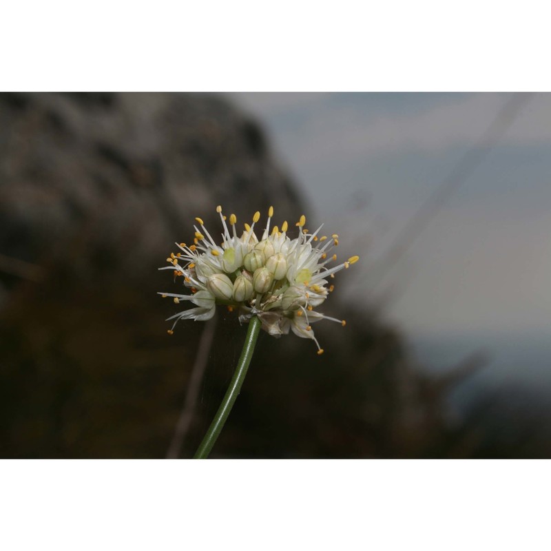 allium saxatile m. bieb. subsp. tergestinum (gand.) bedalov et lovrić