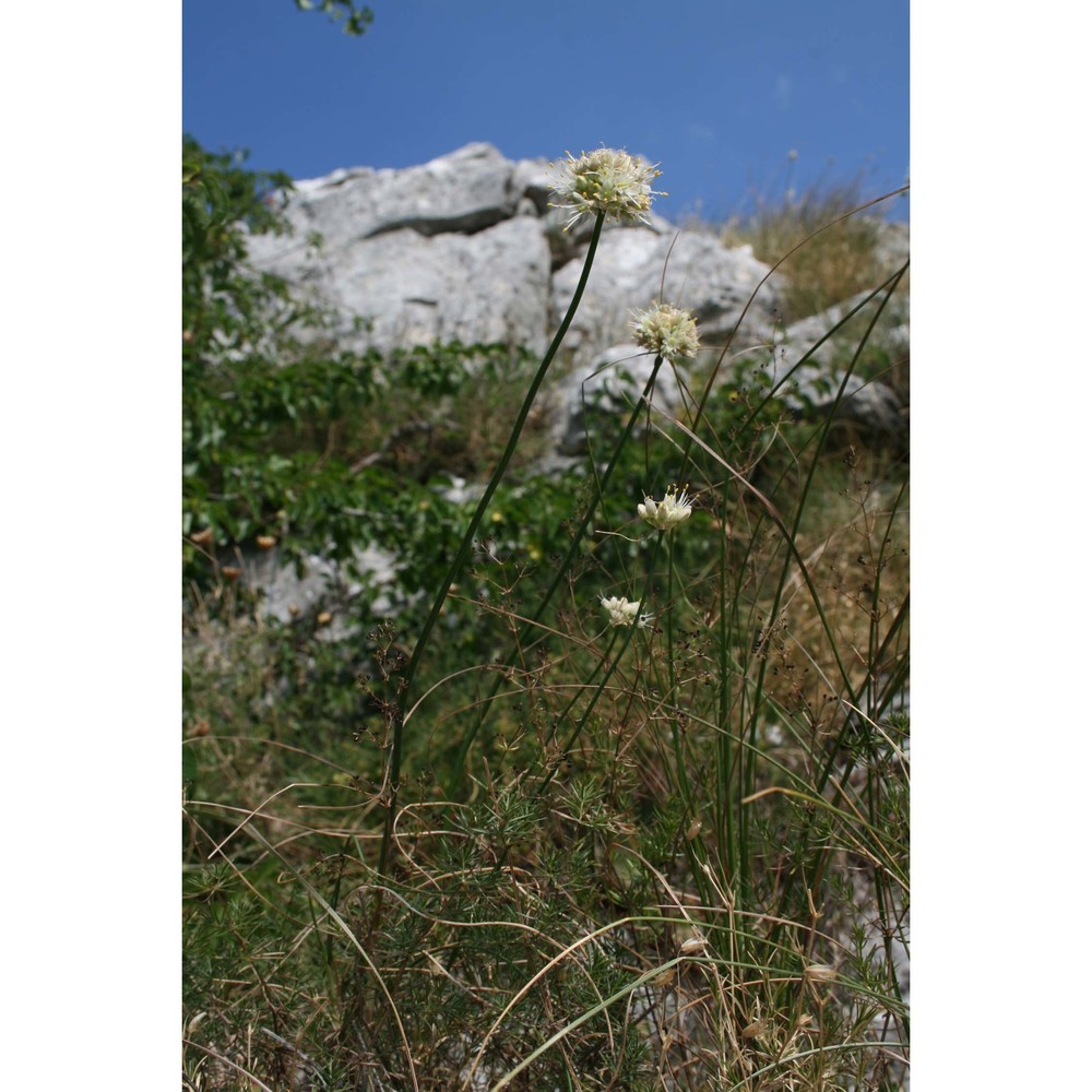 allium saxatile m. bieb. subsp. tergestinum (gand.) bedalov et lovrić