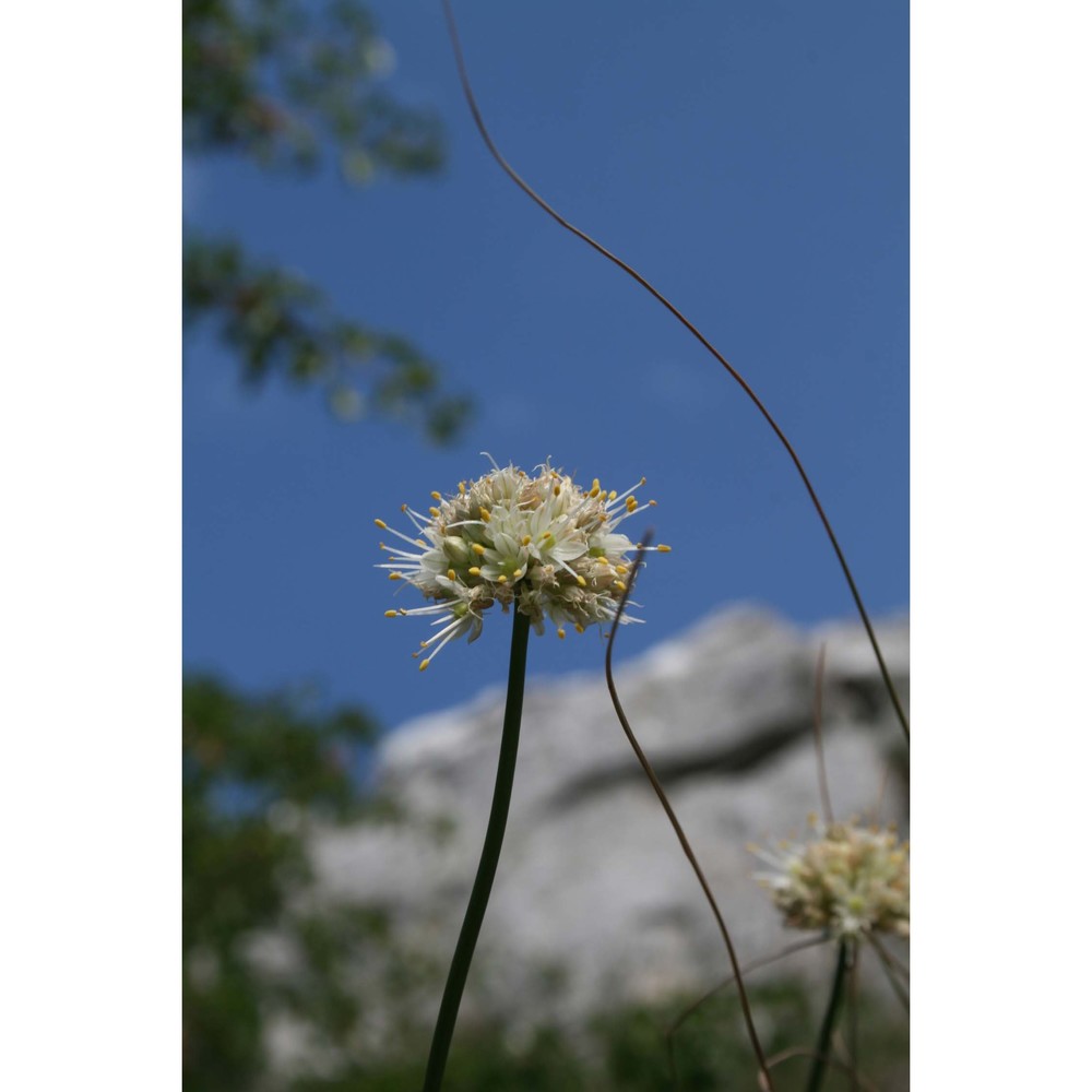 allium saxatile m. bieb. subsp. tergestinum (gand.) bedalov et lovrić