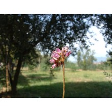 allium senescens l. subsp. montanum (fr.) holub