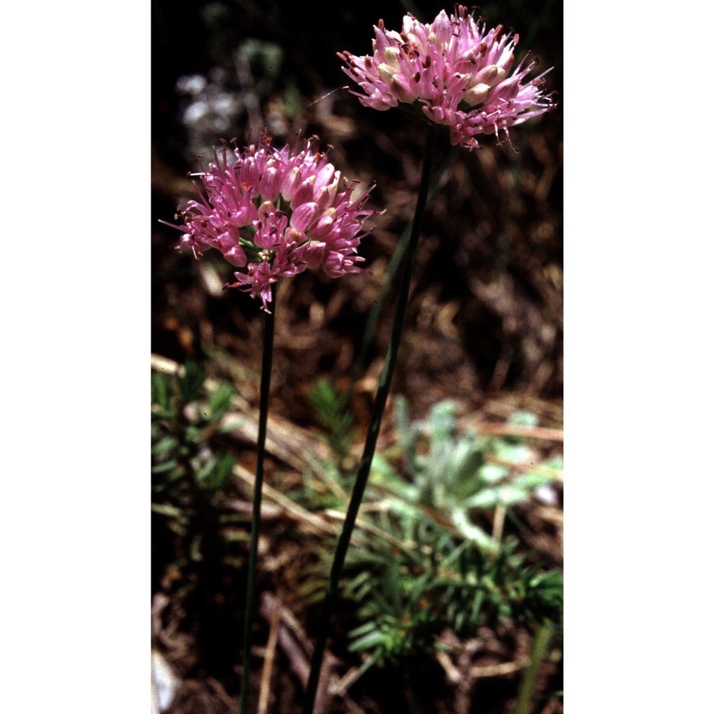 allium senescens l. subsp. montanum (fr.) holub