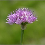 allium senescens l. subsp. montanum (fr.) holub