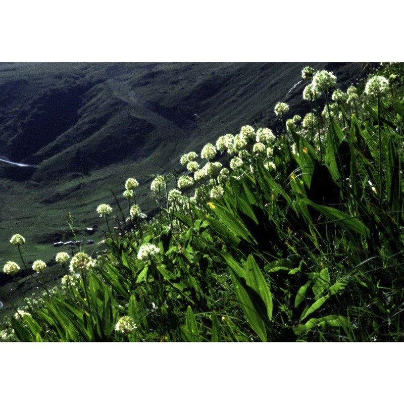 allium victorialis l.