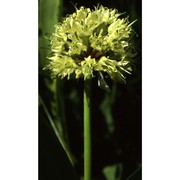 allium victorialis l.