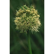 allium victorialis l.